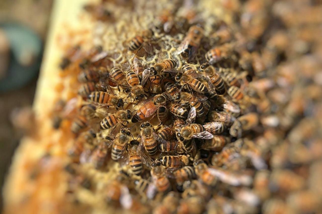 The Hive Stefy'S Apartment 伊格莱西亚斯 外观 照片